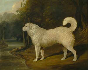 Porträt eines Hundes, Ross