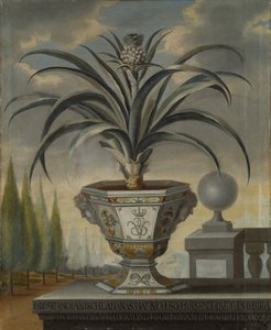 Ananaspflanze, 1729 von David von Coln