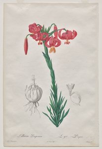 Lillium Pomponium (Turban-Lilie), Tafel 7 aus Les Liliacées von De Gouy