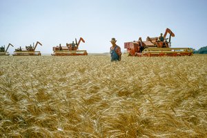 Ein Bauer geht durch hüfthohen Weizen, während hinter ihm Mähdrescher arbeiten. Partridge, Kansas. von Dean Conger