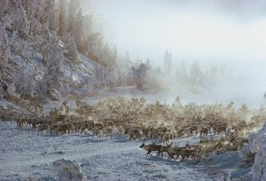 Rentiere, Elche, Karibus oder ähnliche Herde von Tieren in schneebedeckter Winterlandschaft