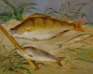 Der Fang eines Anglers von Weißfischen