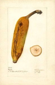 Banane (Musa: Ingles) von Deborah Griscom Passmore