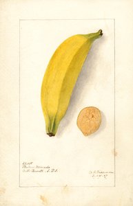 Bananen (Musa: Platano Morado) von Deborah Griscom Passmore