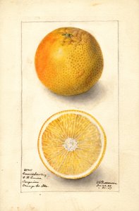 Conners Sämlingsorangen (Citrus sinensis) von Deborah Griscom Passmore