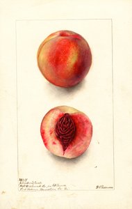 Pfirsiche (Prunus persica: Johnsons Early) von Deborah Griscom Passmore