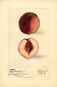 Sportpfirsich-Nektarine (Prunus persica) von Deborah Griscom Passmore