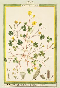 Bermuda-Sauerklee (Oxalis biflora oder pes-caprae), Aquarell von Delahaye von Delahaye Delahaye