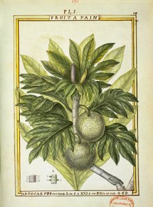 Brotfrucht (Artocarpus altilis), Aquarell von Delahaye von Delahaye Delahaye