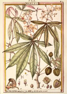 Maniok (Jatropha manihot), von Delahaye, Aquarell von Delahaye Delahaye