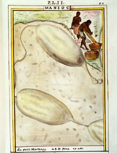 Maniok (Manihot esculenta), Aquarell von Delahaye