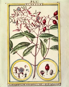 Gewürznelke (Caryophyllus Aromaticus), Aquarell von Delahaye