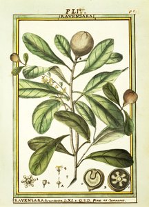 Cryptocarya Aromatica, Aquarell von Delahaye