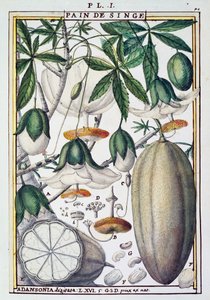 Früchte und Blumen des Baobab-Baums (Adansonia digitata) von Delahaye, aus Florindie ou Historie physico-economique des Vegetaux de la Torride von Delahaye Delahaye