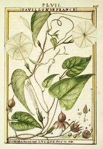 Mondblume oder Mondwinde (Ipomoea Alba), Aquarell von Delahaye von Delahaye Delahaye