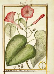 Rosa Prunkwinde (Ipomoea Carnea)