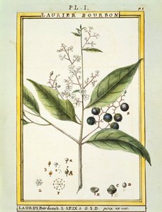 Roter Lorbeerbaum (Laurus borbonia oder Persea carolinensis), Aquarell von Delahaye von Delahaye Delahaye