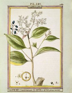 Echter Zimt (Cinnamomum Verum), Aquarell von Delahaye