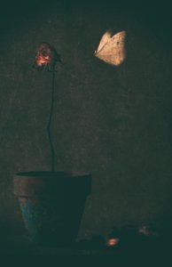 Dunkle Rosen-Schmetterling