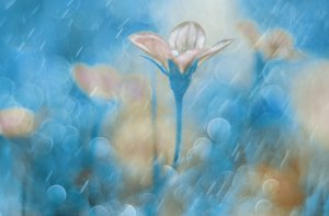 Träumerische blaue Blüte von Delphine Devos