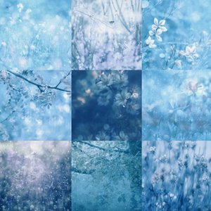 Traumhafte Blaue Botanicals