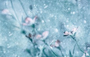 Träumende blaue Blumen von Delphine Devos