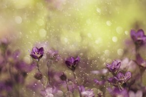 Träumende violette Blüten von Delphine Devos
