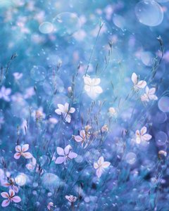 Ätherische blaue Blüten von Delphine Devos