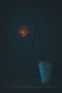 Leuchtende rote Blüte