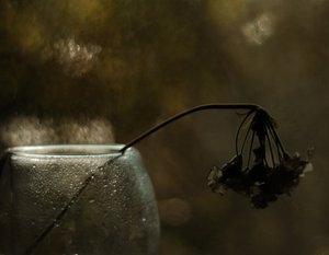Melancholische Blüte von Delphine Devos
