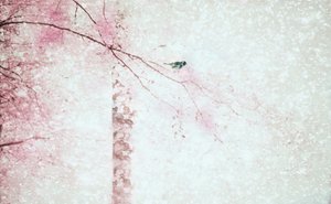 Rosa Blüten Vogel von Delphine Devos