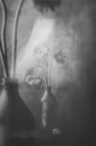 Weiches Licht Blumen