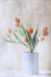 Weiche orangefarbene Tulpen