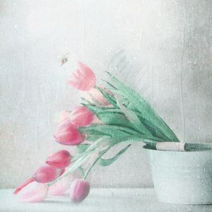 Weiche rosa Tulpen Regen