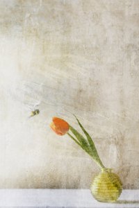 Weiche Tulpe und Biene