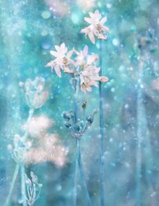 Funkelnde blaue Blumen von Delphine Devos