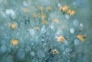 Funkelnde gelbe Blüten