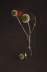 Getrocknete Disteln in Vase von Desislava Ignatova