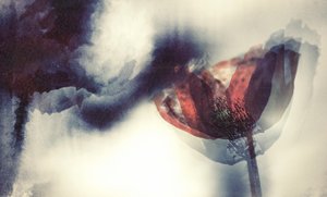 Ätherischer Roter Mohn von Desislava Ignatova