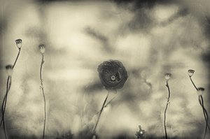 Verblasster Mohntraum von Desislava Ignatova