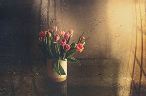 Rosa Tulpen im Morgenlicht von Desislava Ignatova