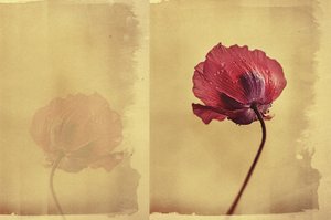 Vintage Mohntraum von Desislava Ignatova