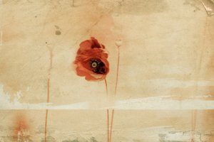 Vintage Roter Mohn von Desislava Ignatova