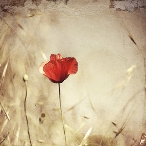 Vintage Roter Mohn von Desislava Ignatova