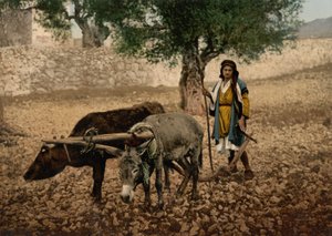 Einheimischer von Palästina arbeitet mit einem Ochsen und einem Esel, Heiliges Land, ca. 1890-1900