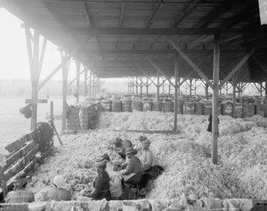 Sortieren von Baumwolle für die Atlantic Cotton Compress Company, Pensacola, Florida von Detroit Publishing Co.