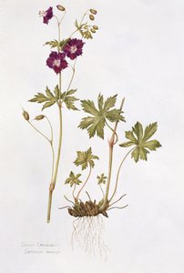 Dunkler Storchschnabel von Diana Everett