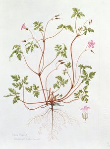 Storchschnabel von Diana Everett