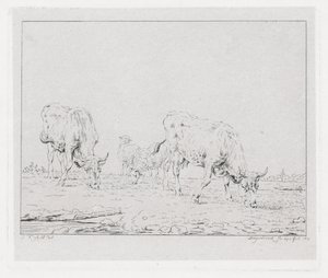 Weidende Kühe von Diederik Jan Singendonck