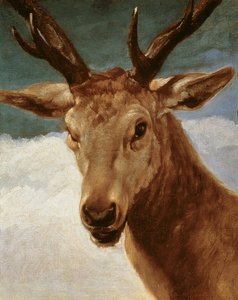 Kopf eines Hirsches, 1634 von Diego Velázquez